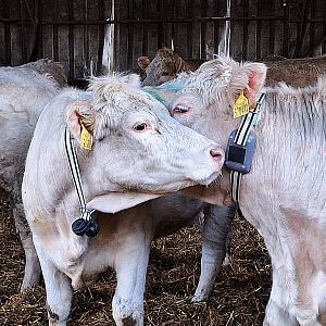 Wirtualne ogrodzenia z obrożą GPS FX10