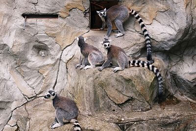 Instalacja Smart Farm fencee Cloud w zoo w Ołomuńcu