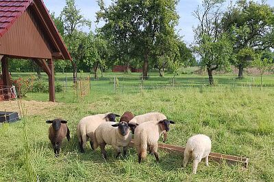 "Szukałem mobilnego elektryzatora elektrycznego ogrodzenia dla owiec na 6 siatek"
mówi pan Nieslanik