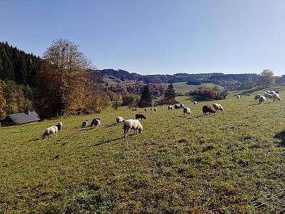 "Pomysł, by przejść teraz milę - tam i z powrotem - po prostu już mi się nie podoba"

mówi Pavlína Němečková z Lhota u Vsetína
