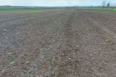 Budowa ogrodzenia elektrycznego na wystawę Nasze pole