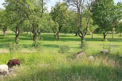 Ogrodzenie dla owiec i sześć elektrycznych siatek ogrodzeniowych z fencee power DUO PD30