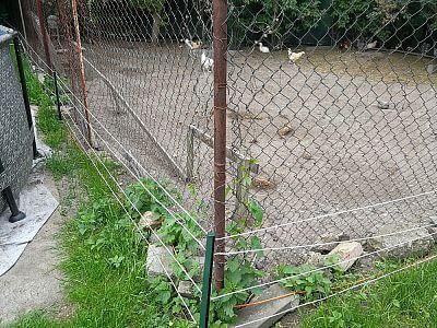 "Ogrodzenie elektryczne doskonale nadaje się również do ochrony kur przed drapieżnikami"

mówi Martin Kuchař
