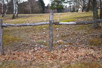 Korzystanie z inteligentnego elektrycznego pastucha w Stowarzyszeniu Hodowców Owiec i Kóz - Smart Farm