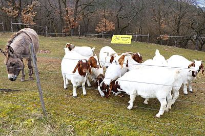 Korzystanie z inteligentnego elektrycznego pastucha w Stowarzyszeniu Hodowców Owiec i Kóz - Smart Farm