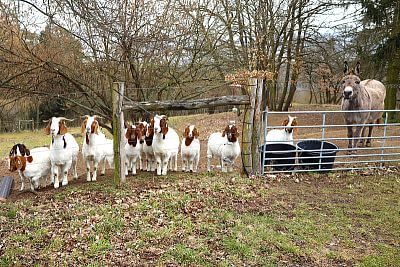 Korzystanie z inteligentnego elektrycznego pastucha w Stowarzyszeniu Hodowców Owiec i Kóz - Smart Farm