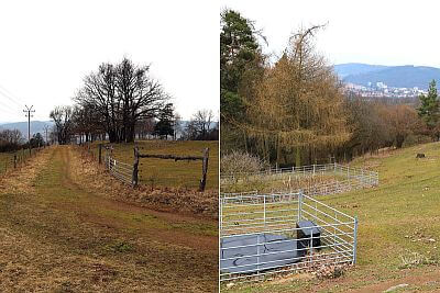 Korzystanie z inteligentnego elektrycznego pastucha w Stowarzyszeniu Hodowców Owiec i Kóz - Smart Farm