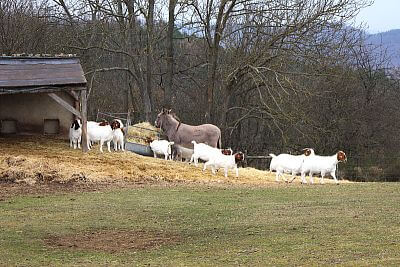 Korzystanie z inteligentnego elektrycznego pastucha w Stowarzyszeniu Hodowców Owiec i Kóz - Smart Farm