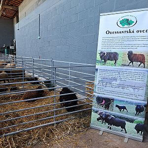 Pastuchy fencee na festiwalu Ostrava Wool Fest 2026