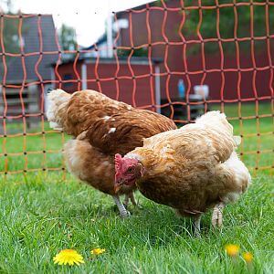 Podstawowe informacje o ogrodzeniu elektrycznym