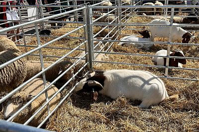 Prestiżowa nagroda GRAND PRIX na TECHAGRO