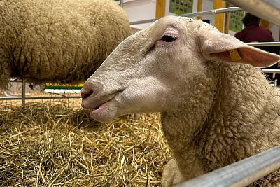 Prezentacja innowacyjnych produktów na targach EuroTier 2024