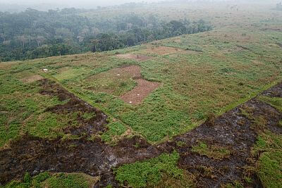 Projekt elektrycznej bariery dla słoni z ogrodzeniem w Afryce