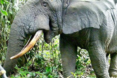 Projekt elektrycznej bariery dla słoni z ogrodzeniem w Afryce