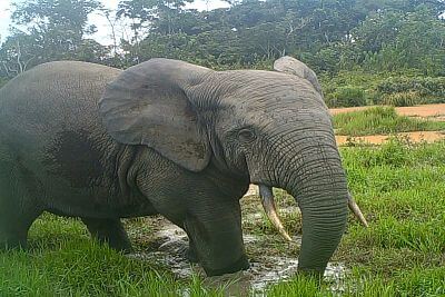 Projekt elektrycznej bariery dla słoni z ogrodzeniem w Afryce