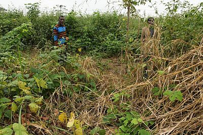 Projekt elektrycznej bariery dla słoni z ogrodzeniem w Afryce