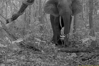 Projekt elektrycznej bariery dla słoni z ogrodzeniem w Afryce