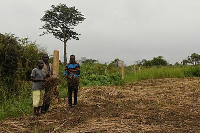 Projekt elektrycznej bariery dla słoni z ogrodzeniem w Afryce