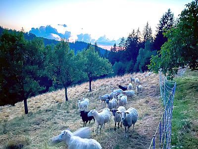 "Przegląd wszystkich pastwisk w zaciszu własnego domu"

mówi Tomas Kij
