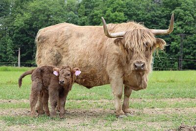 Smart Farm fencee Cloud u podnóża Beskidów na farmie u rodziny Vels