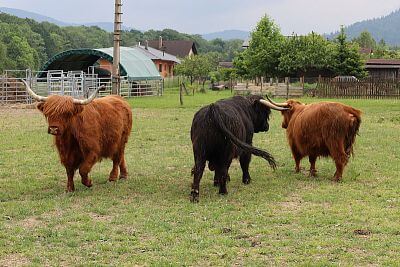 Smart Farm fencee Cloud u podnóża Beskidów na farmie u rodziny Vels
