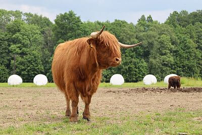 Smart Farm fencee Cloud u podnóża Beskidów na farmie u rodziny Vels