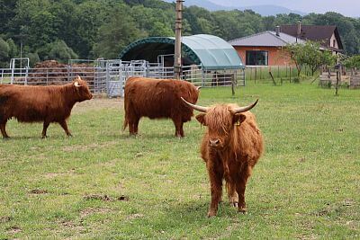 Smart Farm fencee Cloud u podnóża Beskidów na farmie u rodziny Vels