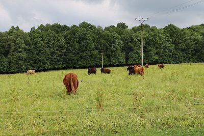 Smart Farm fencee Cloud u podnóża Beskidów na farmie u rodziny Vels