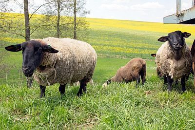 Smart Farm z aplikacją fencee Cloud na farmie owiec Petrlák