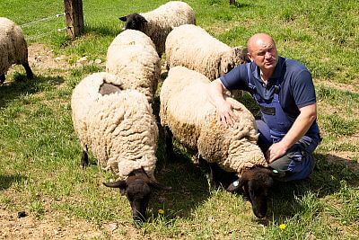 Smart Farm z aplikacją fencee Cloud na farmie owiec Petrlák
