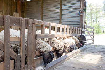 Smart Farm z aplikacją fencee Cloud na farmie owiec Petrlák