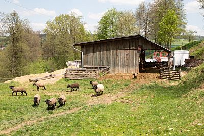 Smart Farm z aplikacją fencee Cloud na farmie owiec Petrlák