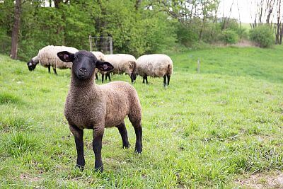 Smart Farm z aplikacją fencee Cloud na farmie owiec Petrlák