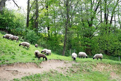 Smart Farm z aplikacją fencee Cloud na farmie owiec Petrlák