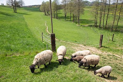 Smart Farm z aplikacją fencee Cloud na farmie owiec Petrlák