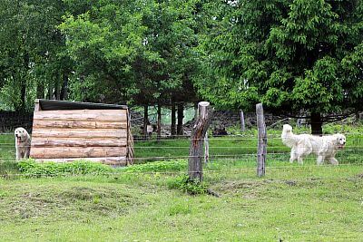 Naprawdę niesamowity pomocnik Pana Cieślara - Smart Farm
