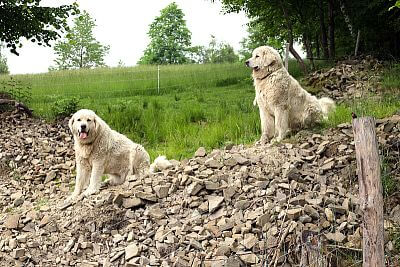 Naprawdę niesamowity pomocnik Pana Cieślara - Smart Farm