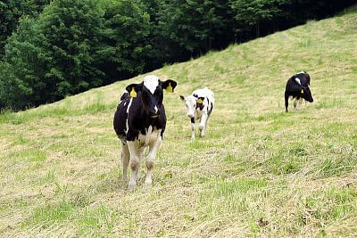 Naprawdę niesamowity pomocnik Pana Cieślara - Smart Farm