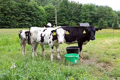 Naprawdę niesamowity pomocnik Pana Cieślara - Smart Farm