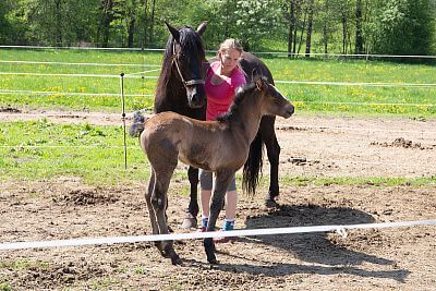 Smart Farm fencee sprawia, że codzienne życie w Coldriver Ranch jest przyjemniejsze