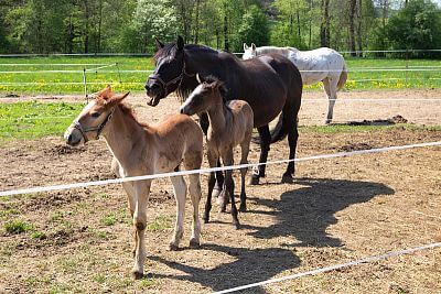 Smart Farm fencee sprawia, że codzienne życie w Coldriver Ranch jest przyjemniejsze