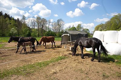 Smart Farm fencee sprawia, że codzienne życie w Coldriver Ranch jest przyjemniejsze