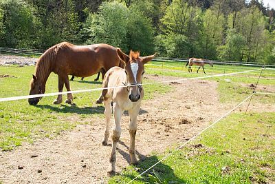 Smart Farm fencee sprawia, że codzienne życie w Coldriver Ranch jest przyjemniejsze