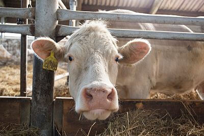 Gospodarstwo Vlkov pod nadzorem Smart Farm fencee Cloud