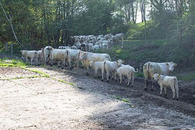 Gospodarstwo Vlkov pod nadzorem Smart Farm fencee Cloud