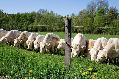 Gospodarstwo Vlkov pod nadzorem Smart Farm fencee Cloud