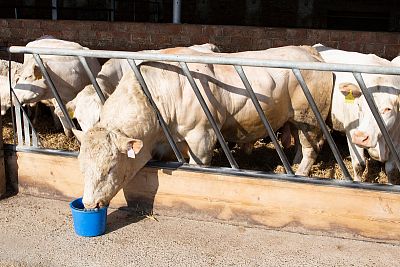 Gospodarstwo Vlkov pod nadzorem Smart Farm fencee Cloud