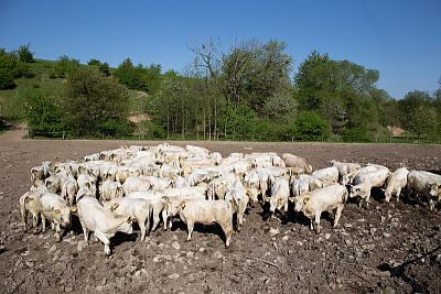 Gospodarstwo Vlkov pod nadzorem Smart Farm fencee Cloud