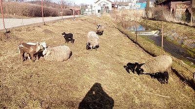 "Dzięki elektryzatorowi mam  zawsze stado pod kontrolą i przestałem używać stwierdzenia"
mówi Jan Slavicek
