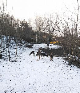 Ucieczka daniela rozwiązana

Pavel Leibner
